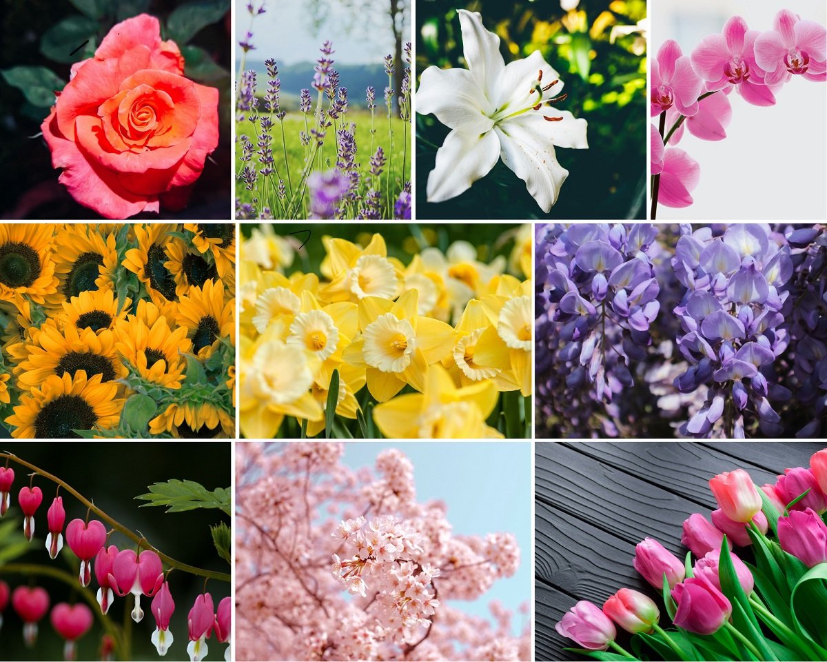Top 10 Most Beautiful Flowers In The World Dalekerns top-10-most-beautiful-flowers-in-the-world-dalekerns